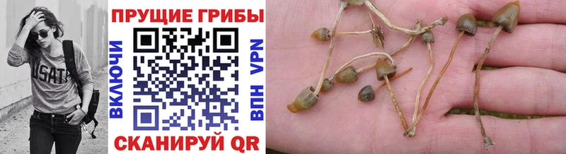 Галлюциногенные грибы Psilocybe Учалы